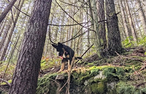 Lynn Canyon Dog