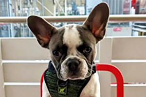 Dog Friendly Vancouver