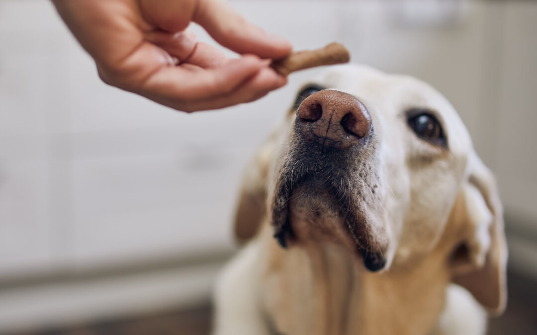 How to Choose the Best Treats for Dogs with Allergies