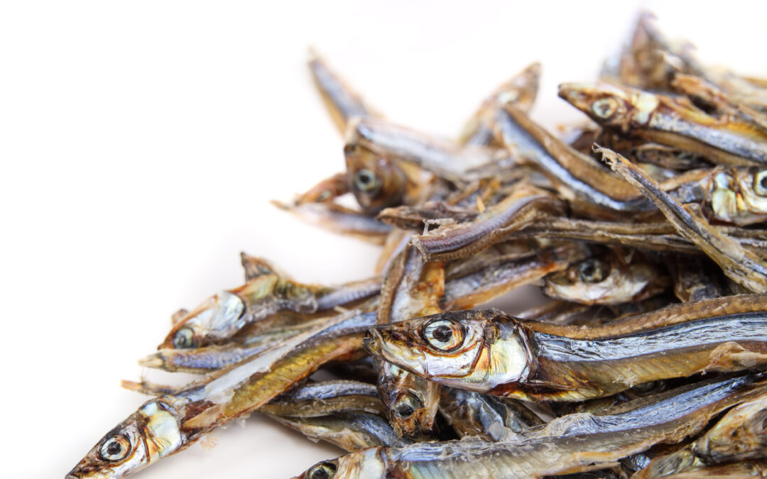 Reel in the Benefits: Why Omega-3 Rich Sardine Treats Are a Must for Your Pup!