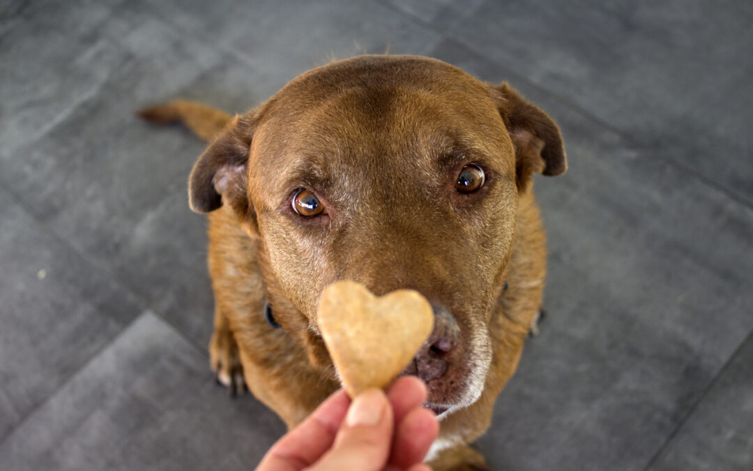 Building Trust Through Transparency: The Yappetizers Approach to Pet Nutrition