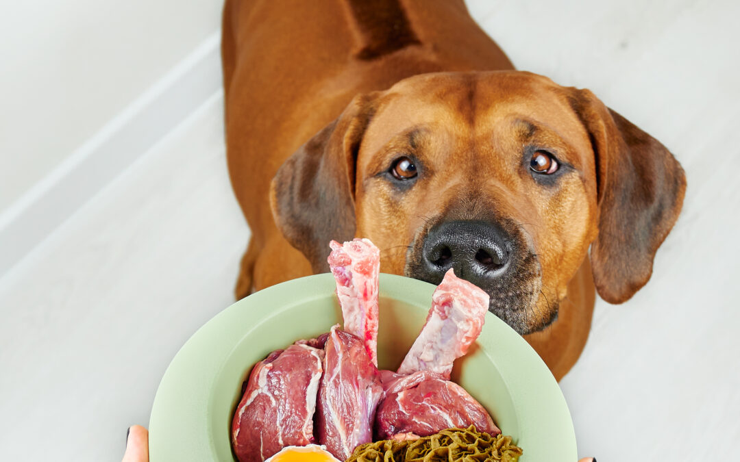 Unleashing the Benefits: Why Novel Proteins Are Essential for Your Dog’s Diet